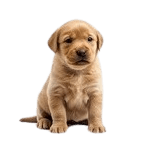 Puppy